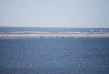 Die Seehundbank mit vielen Seehunden