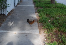 In Key West laufen viele Hühner rum - wenn man eins plattfährt, kostet das $500 Strafe