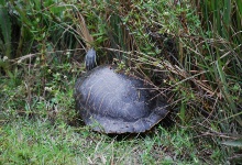 Eine Schildkröte kriecht durch die Everglades