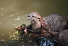 Otter beim essen