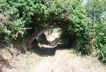 Ein Baumtunnel