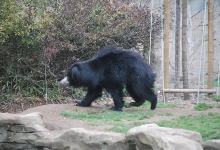 Im Zoo gibt es Bären