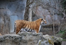...große, gefährliche Tiger...