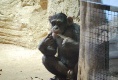 Ein paar Affen gibt es auch im Zoo. Die waren aber ziemlich gelangweilt
