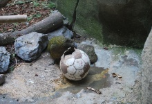 Der Kea mag Fussball