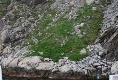 Einsame Ziegentiere am Lysefjord
