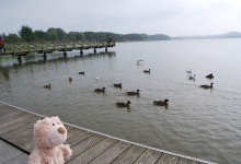 Am Schmacher See, viele Enten gibt es hier