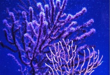 Eine ganz schöne Koralle