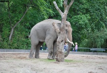 Im Zoo gibt es viele Tiele. So wie die großen, grauen Elefanten.